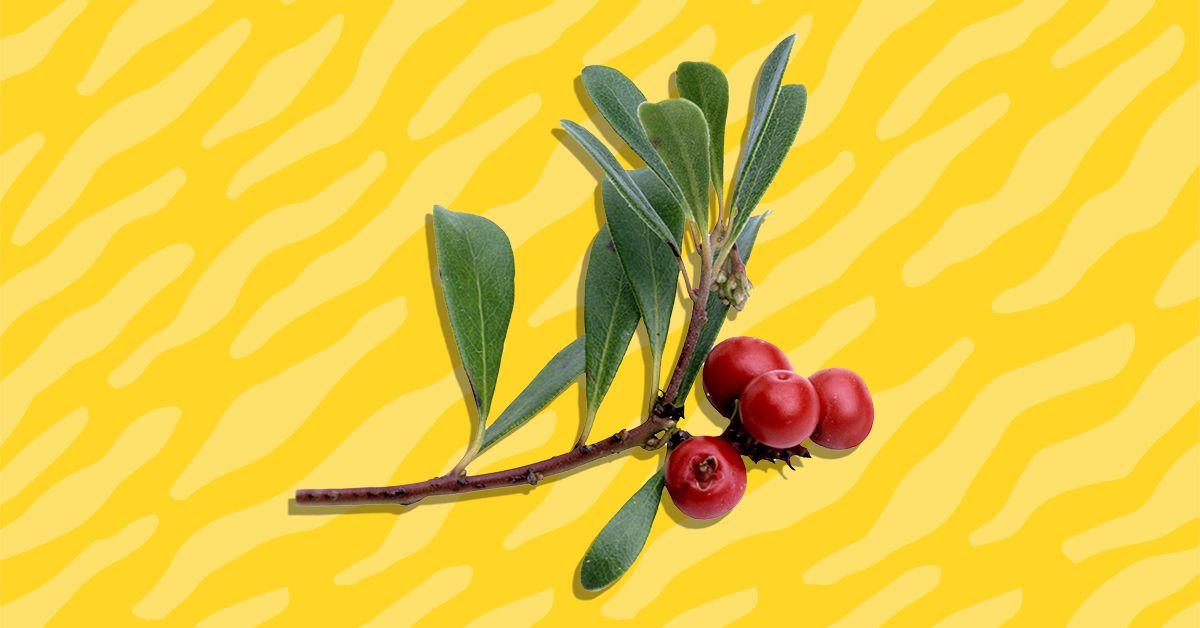 Uva Ursi Benefits Uses, Dosage, and Safety for UTIs