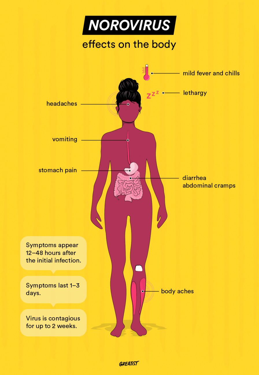 Infographic: Effects of Norovirus on the Body