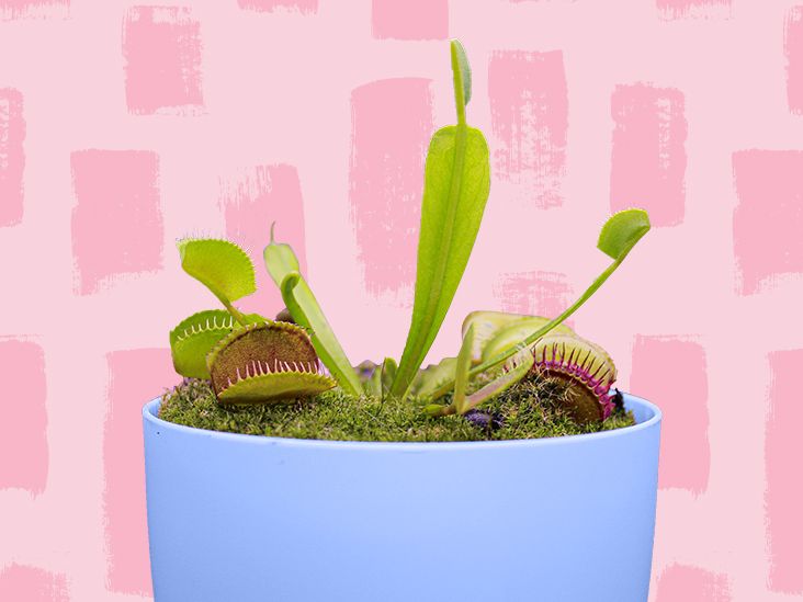just got this Venus fly trap from a friend does anyone knows if it looks  healthy? It is also my first carnivorous plant so I can use some tips if  you have