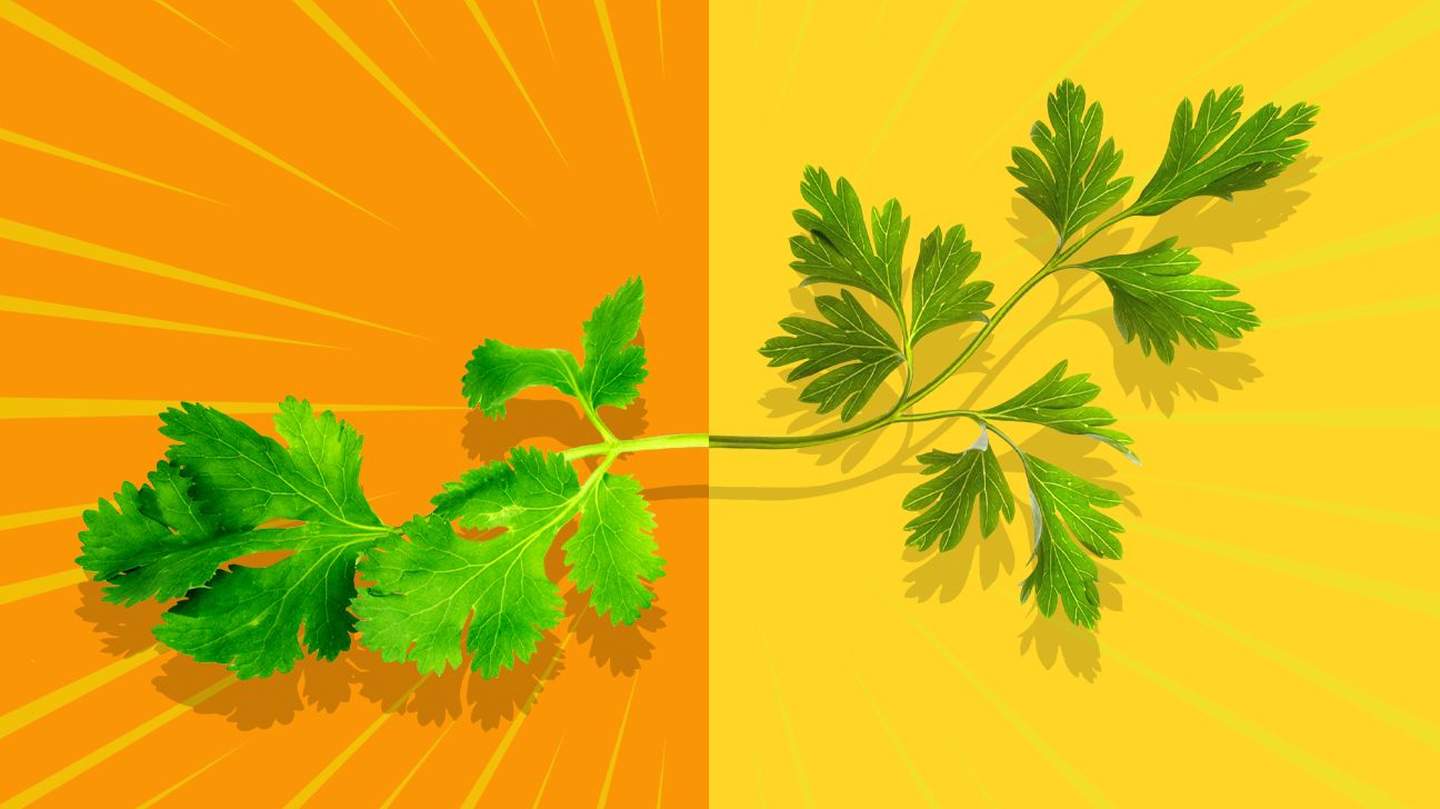 parsley vs cilantro 