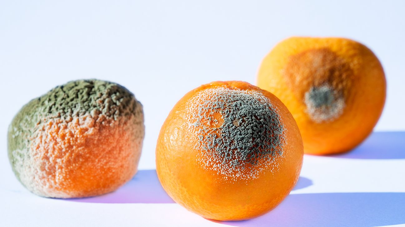 What Happens When You Eat Mold: Effects, Allergies, And Tips