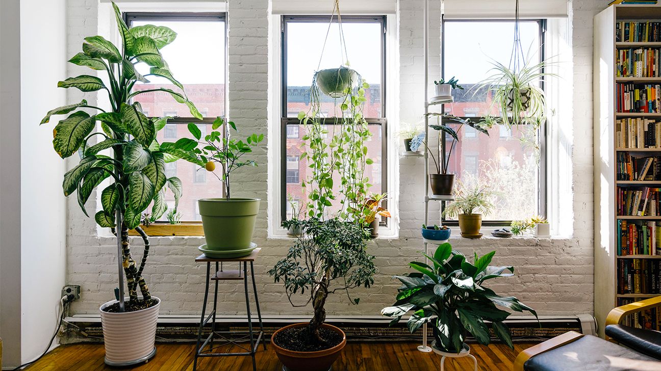 indoor hanging plants