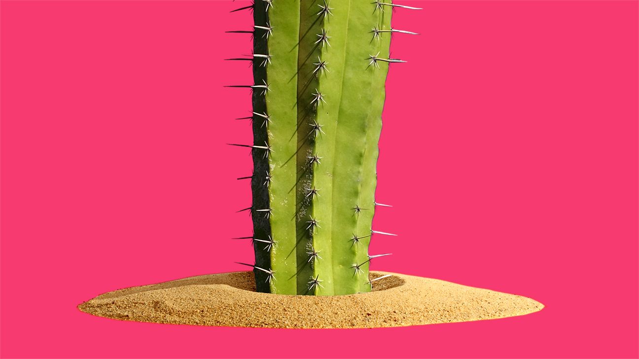 cactus representing penis waxing header