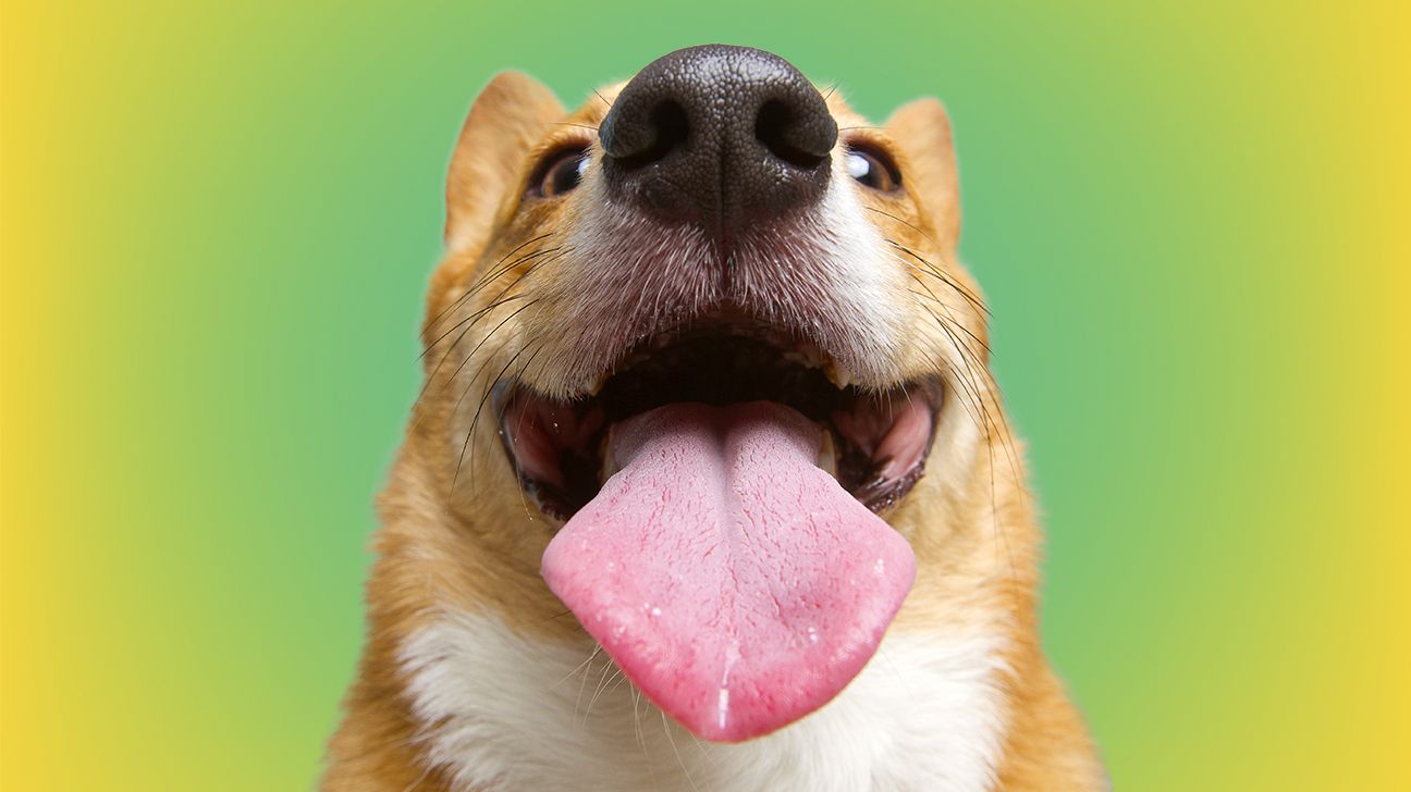 Why You Shouldn't Let Your Dog Lick Your Face