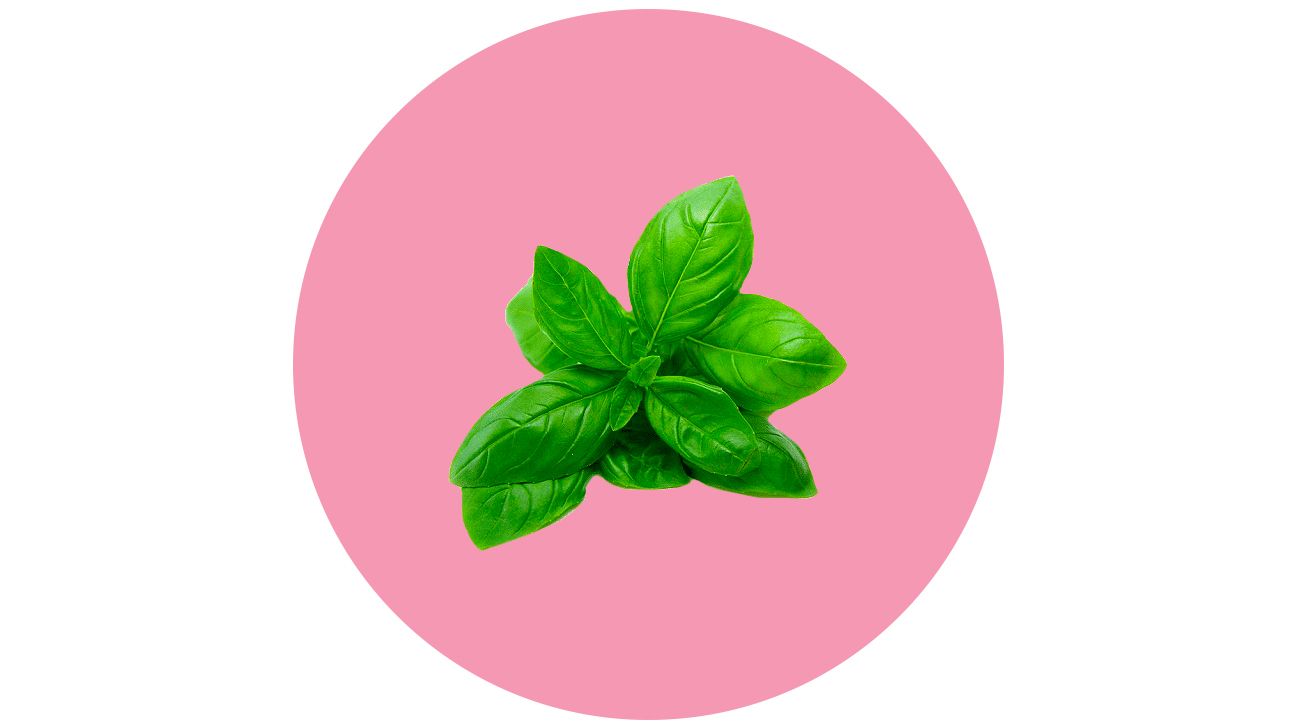 repel mosquitos with plants basil