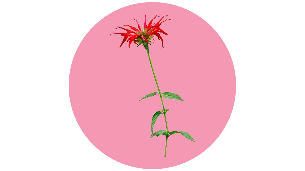 repel mosquitos with plants bee balm