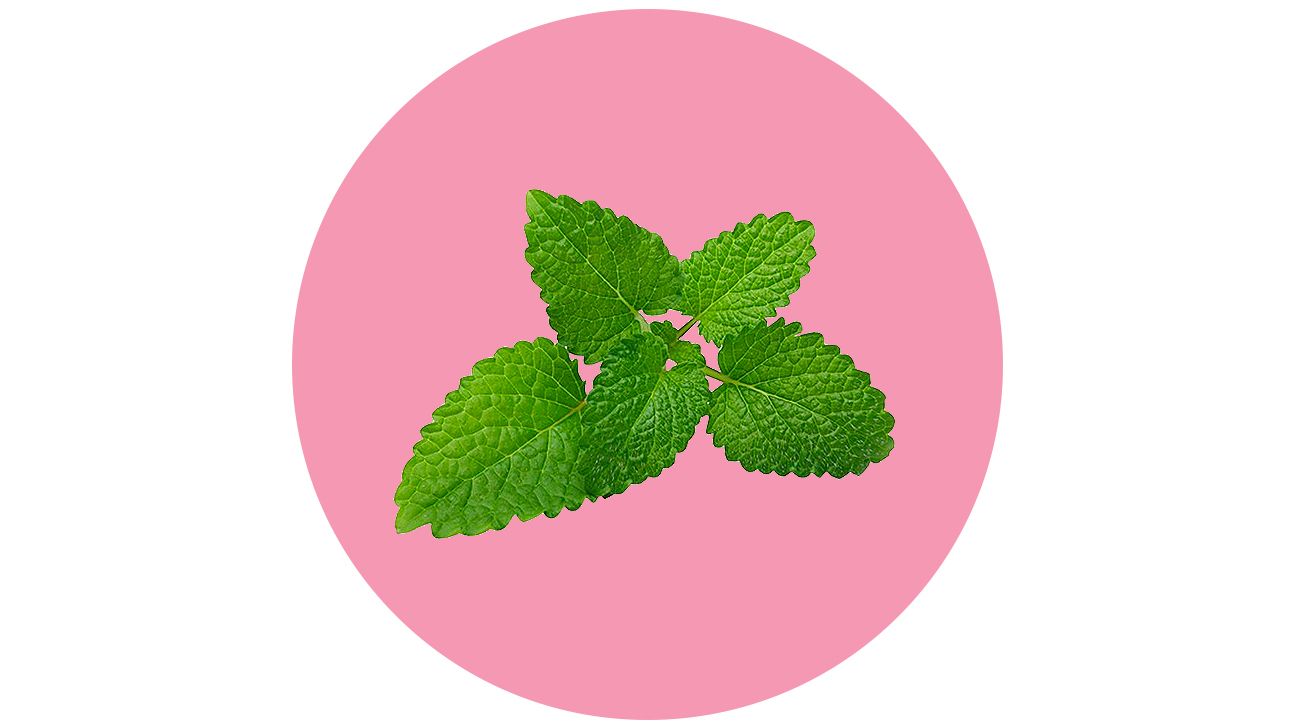 repel mosquitos with plants mint