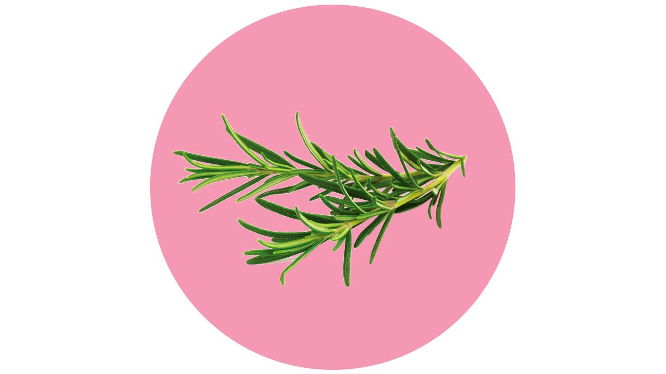 repel mosquitos with plants rosemary