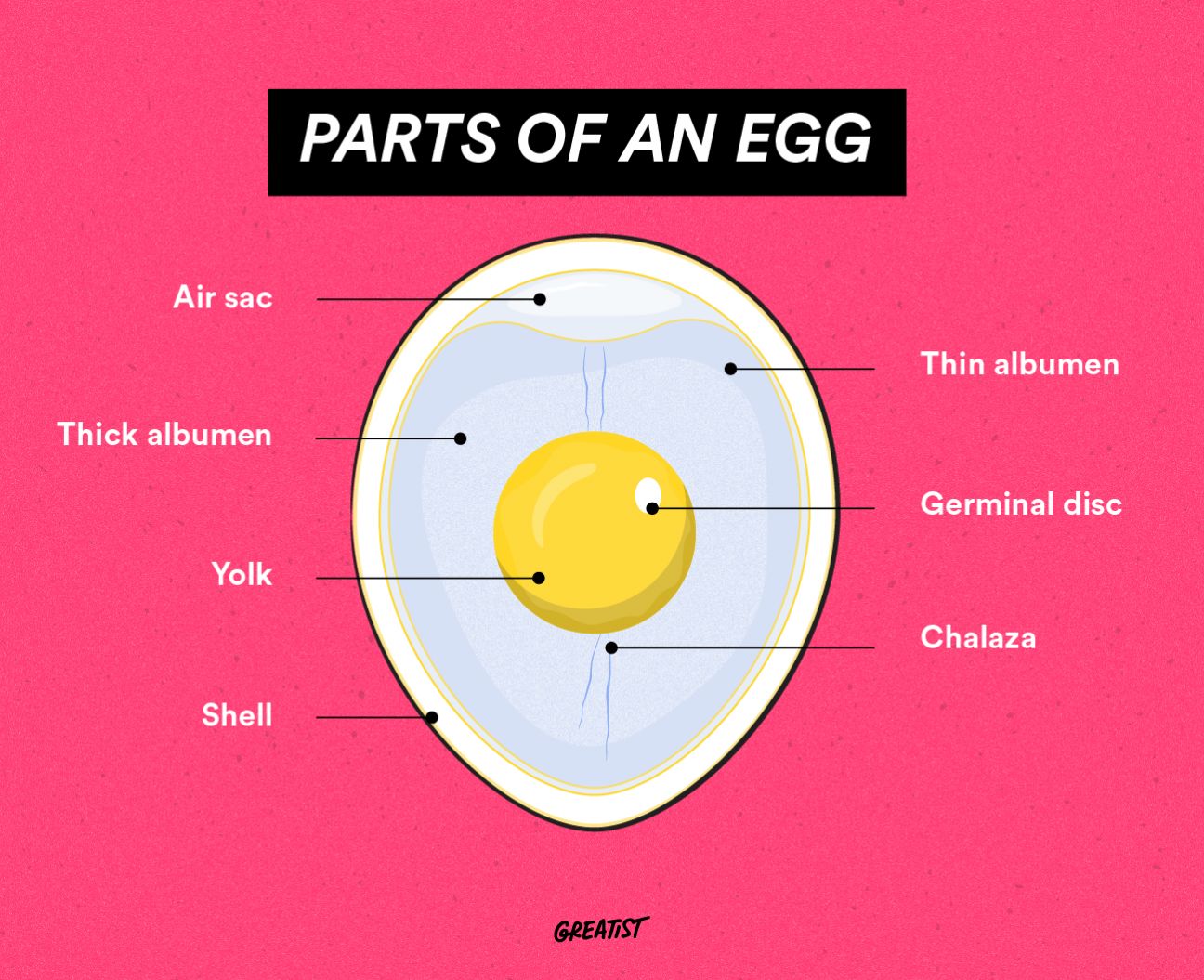 parts of an egg infographic