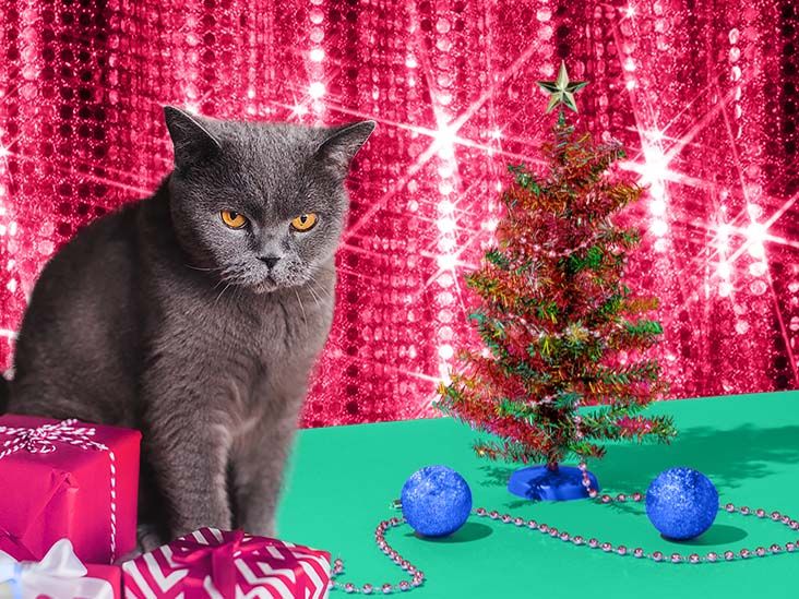 The 20 Best Gifts for Pet Owners 2021 Greatist