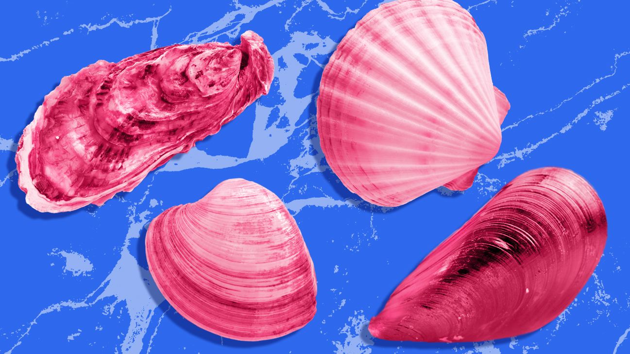 What Is the Difference Between Clams Mussels Oysters and Scallops