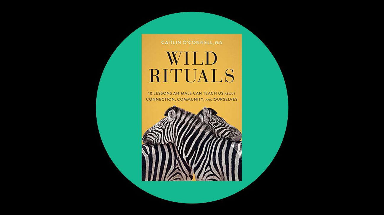Wild Rituals: 10 Lessons Animals Can Teach Us About Connection, Community, and Ourselves by Caitlin O’Connell, PhD