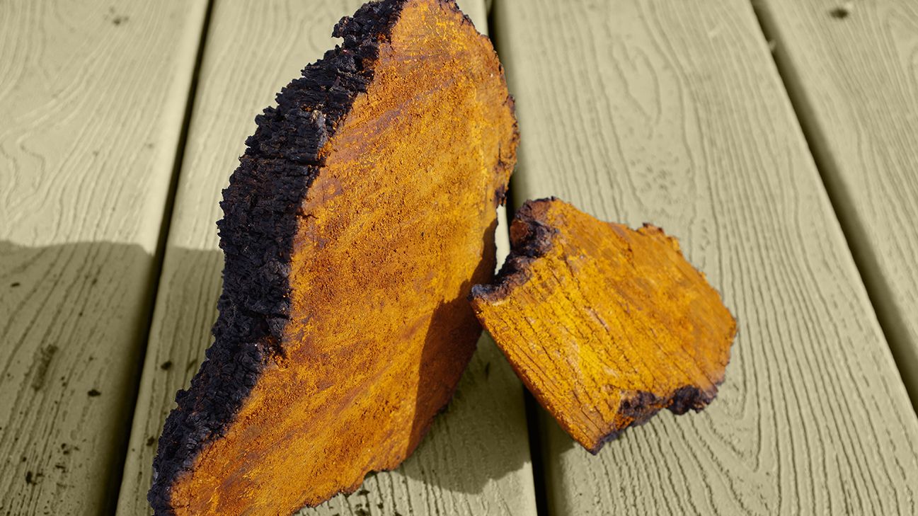 Chaga Mushroom Benefits Risks and Brewing Tips