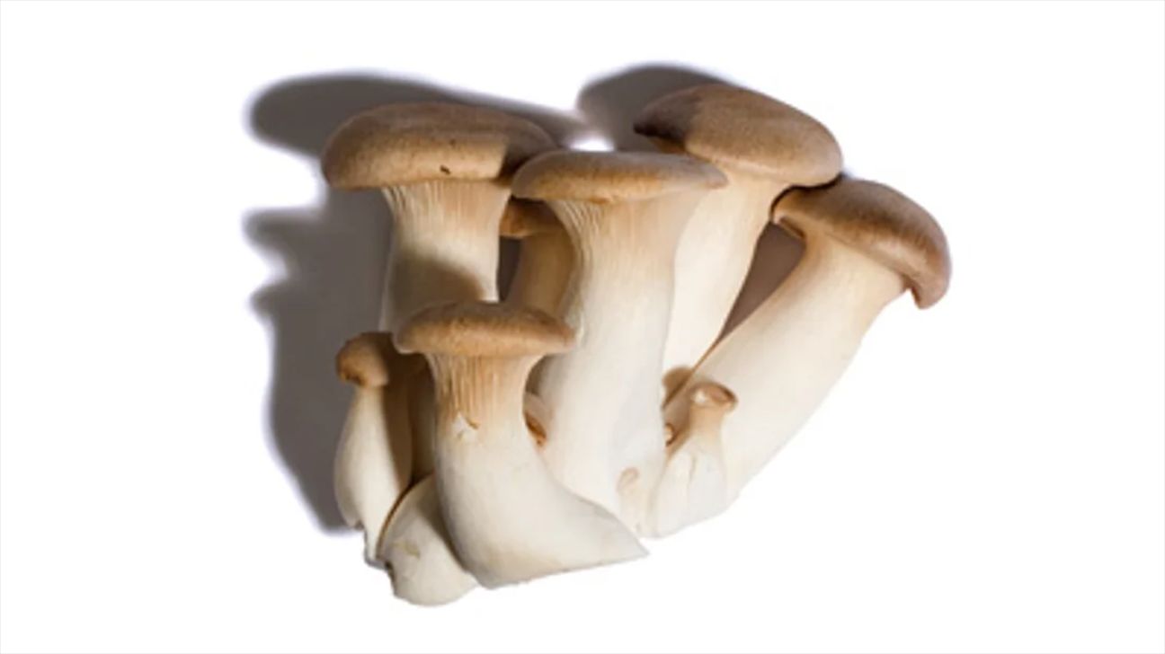 King trumpet mushrooms