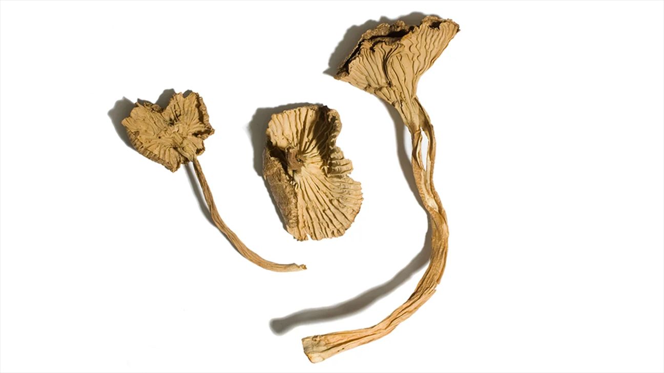 Yellowfoot chanterelle mushrooms