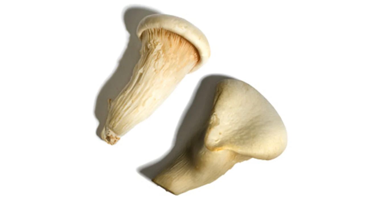 Abalone mushrooms