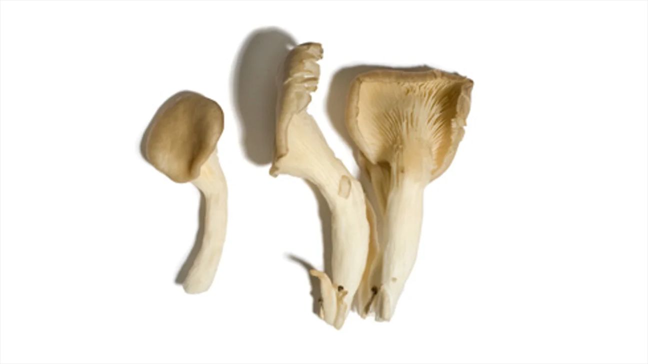 Tree oyster mushrooms