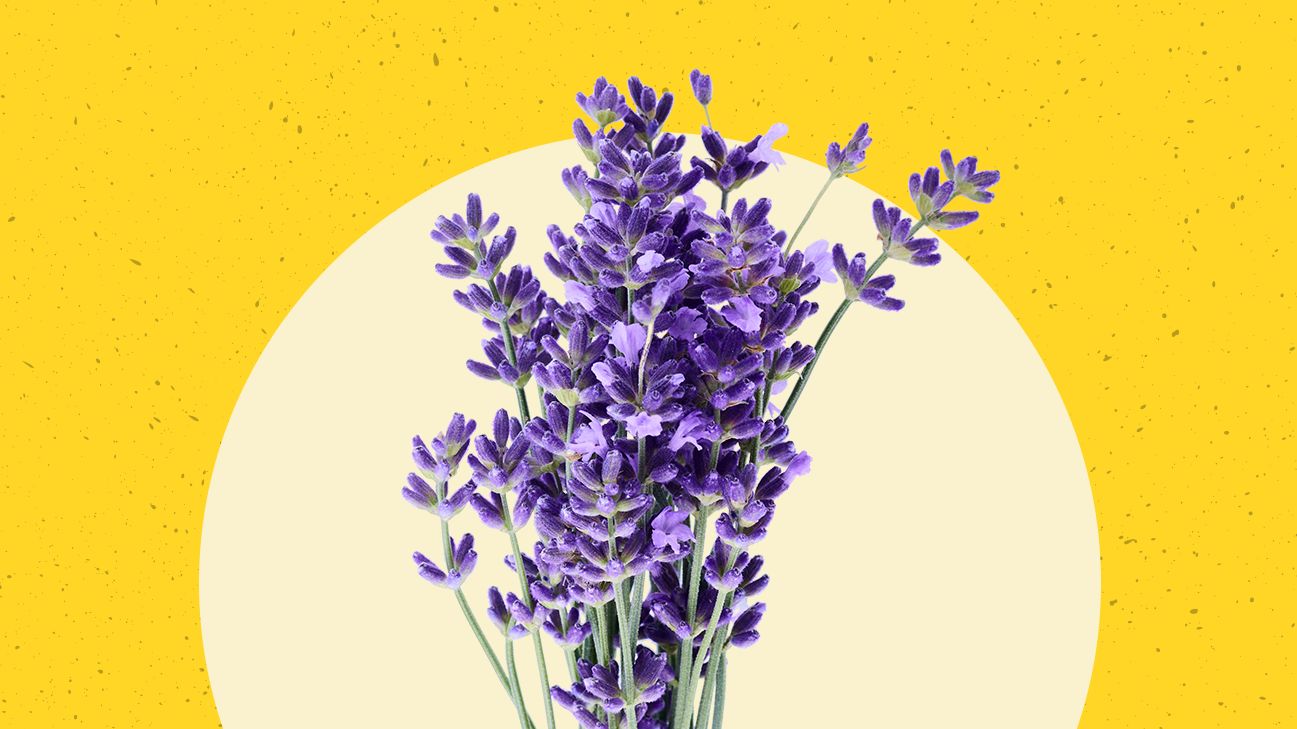 lavender plant