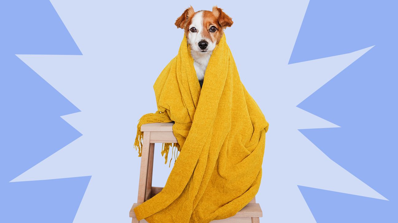 small dog on stool covered with yellow blanket