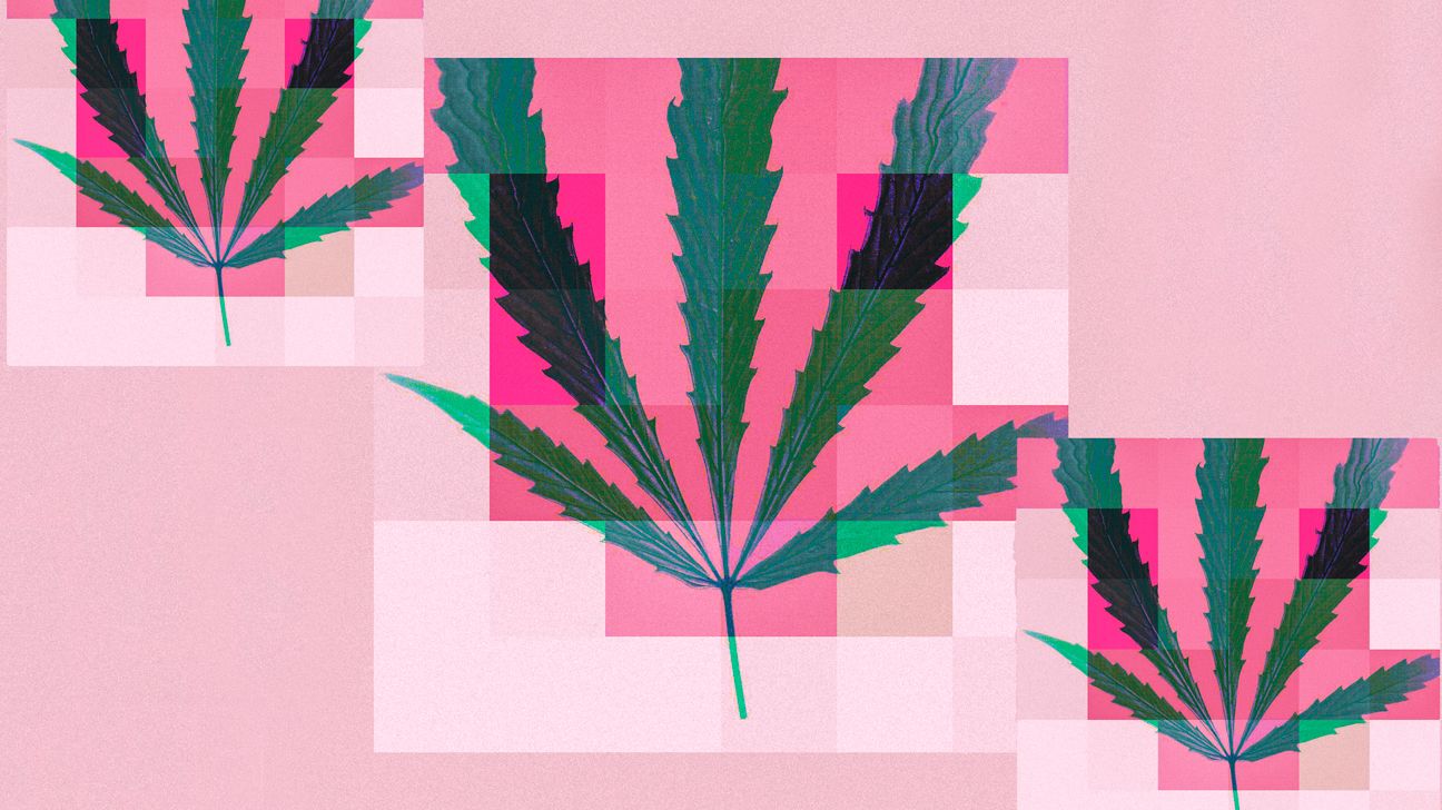 cannabis leaves on a pink background