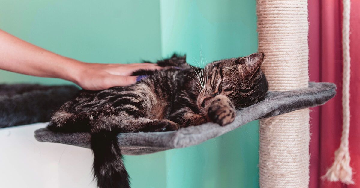 10 signs that your cat store loves you