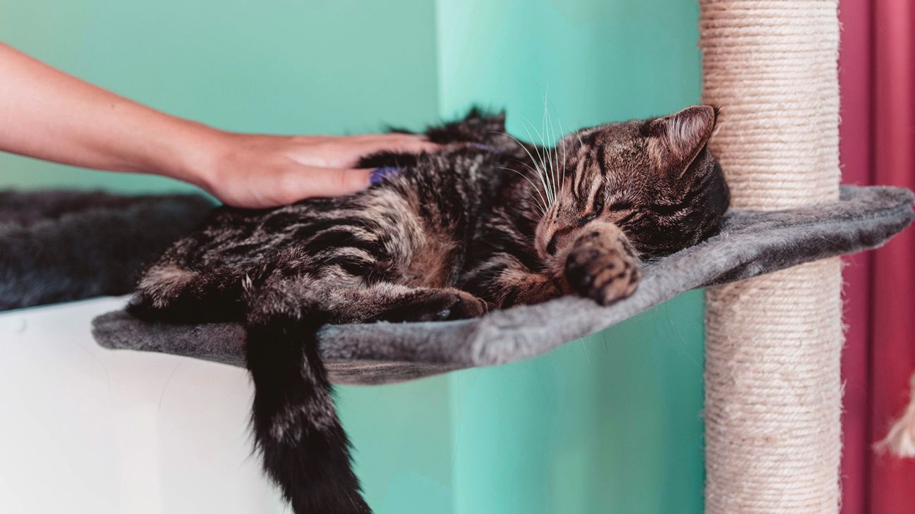 Does My Cat Love Me? 10 Signs That Prove They Really Do Care