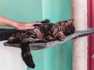 Does My Cat Love Me 10 Signs That Prove They Really Do Care