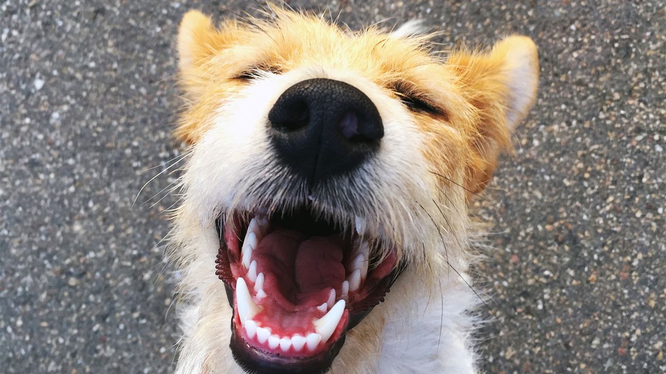 dog smiling to show his teeth