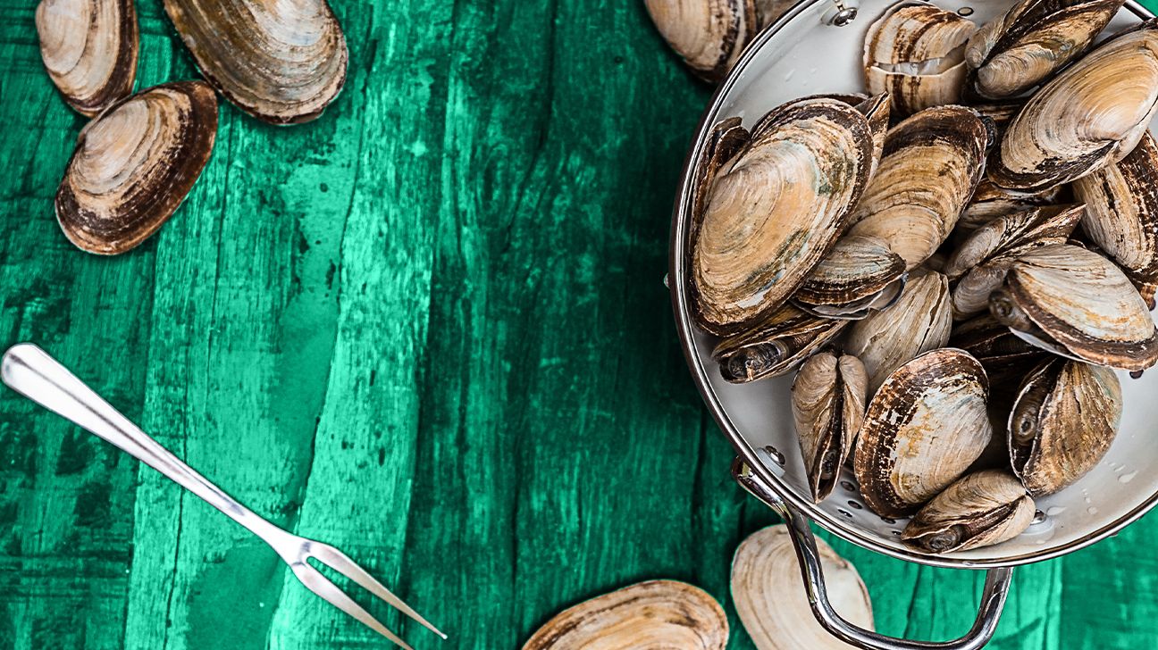 recipes for freshwater clams