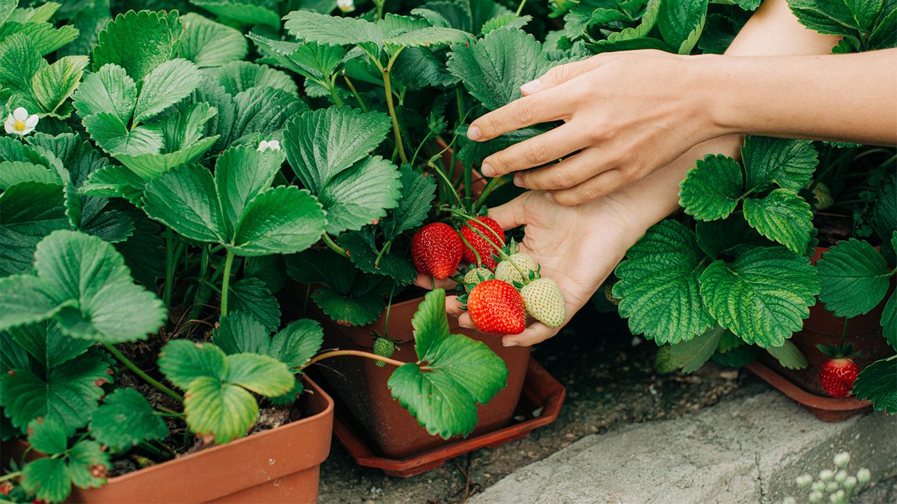 person harvesting strawberries