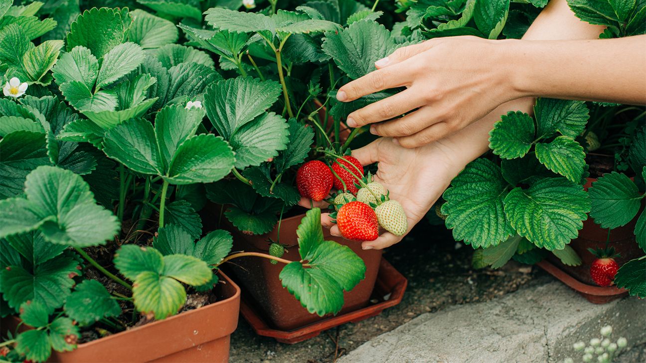 7 Potential Health Benefits of Strawberries