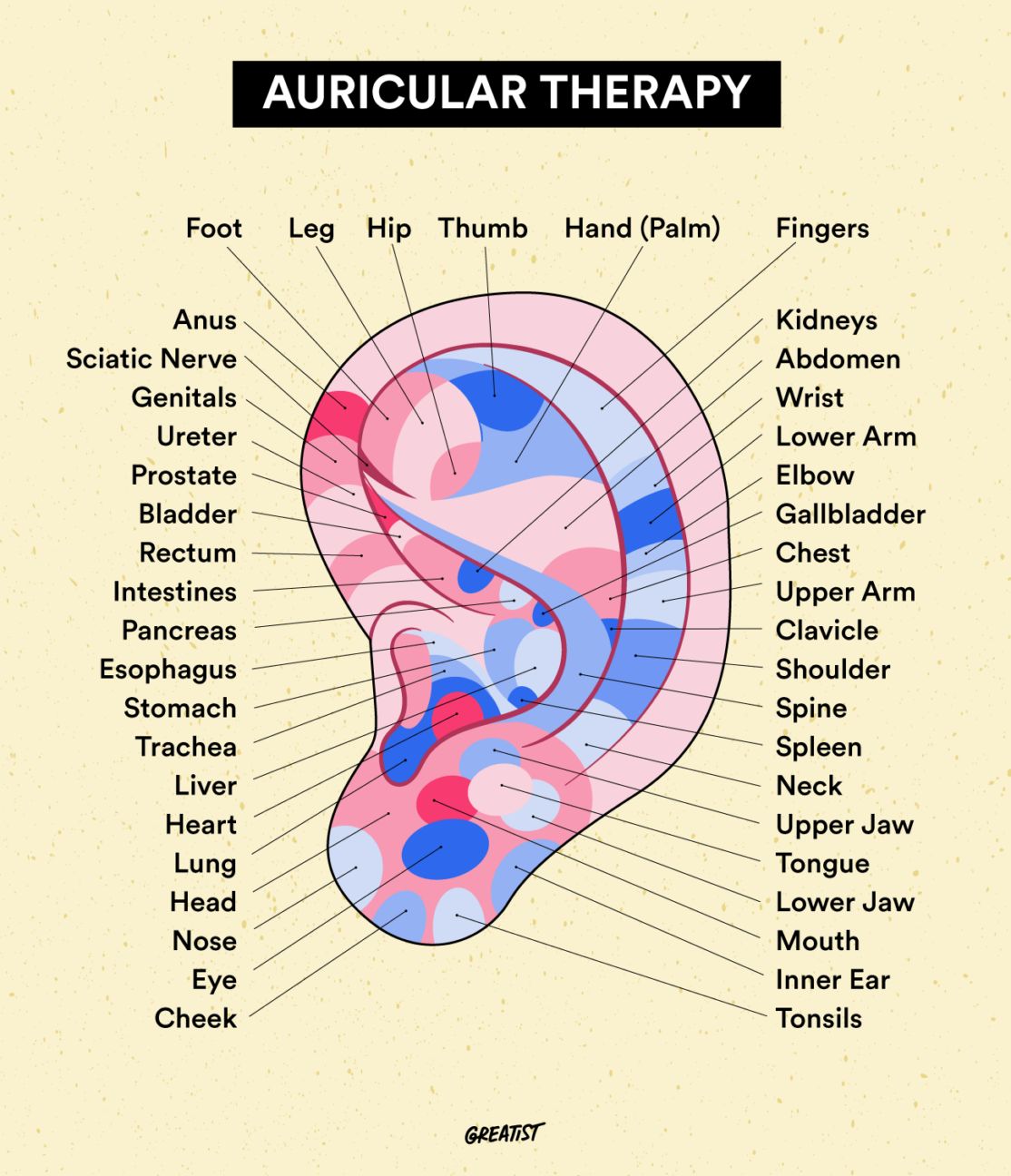 Auricular therapy chart