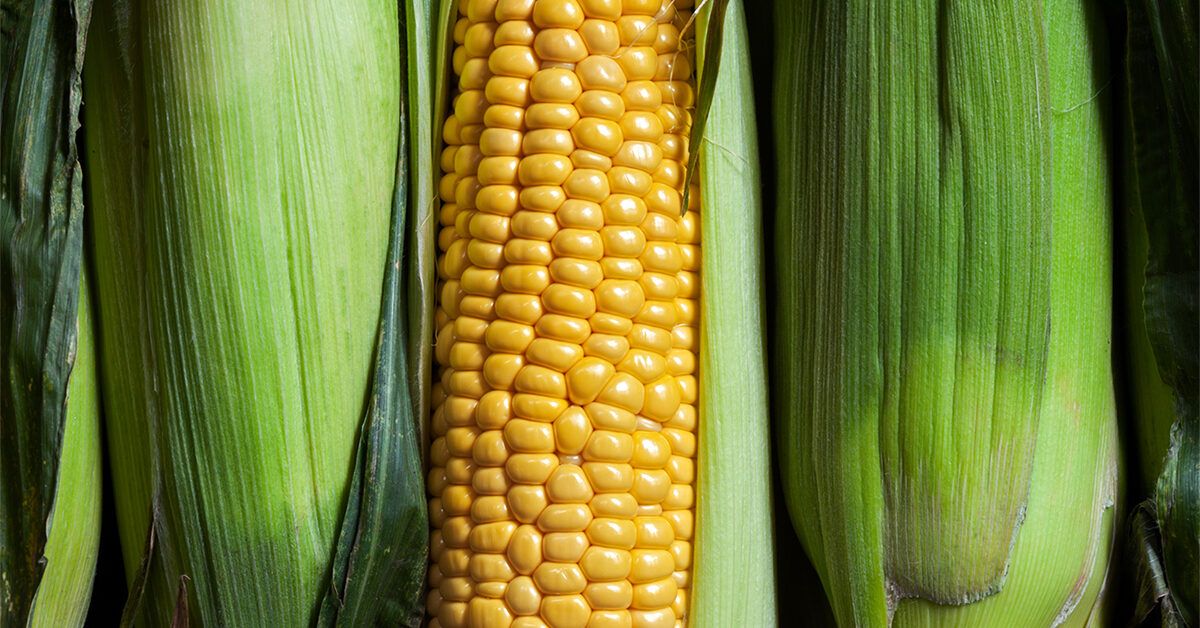 How Many Minutes Do You Boil Corn on the Cob? Expert Tips