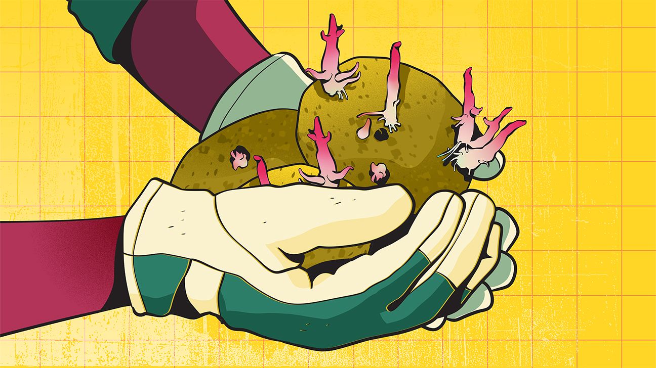 Gloved hands holding sprouted potatoes