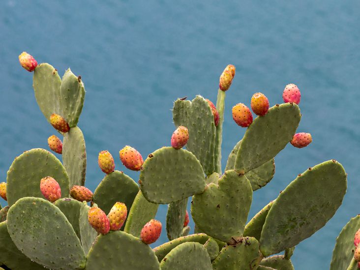 Nopales Benefits: Discover Health Perks of Prickly Pear
