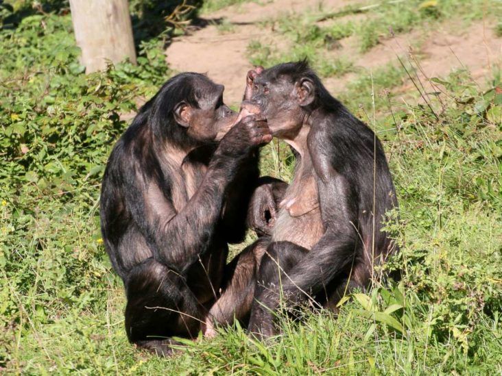 Yalangoch kokrak fotosuratlari, olcham 1