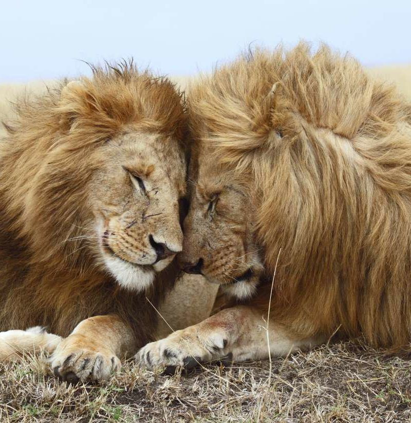 Samesex sexual behavior in animals Do we have it all wrong?