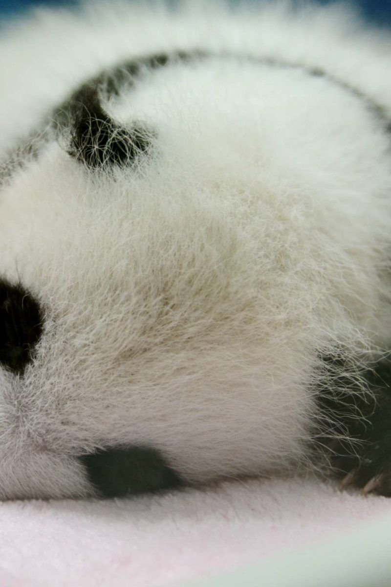 Why are baby pandas so small? Study explores