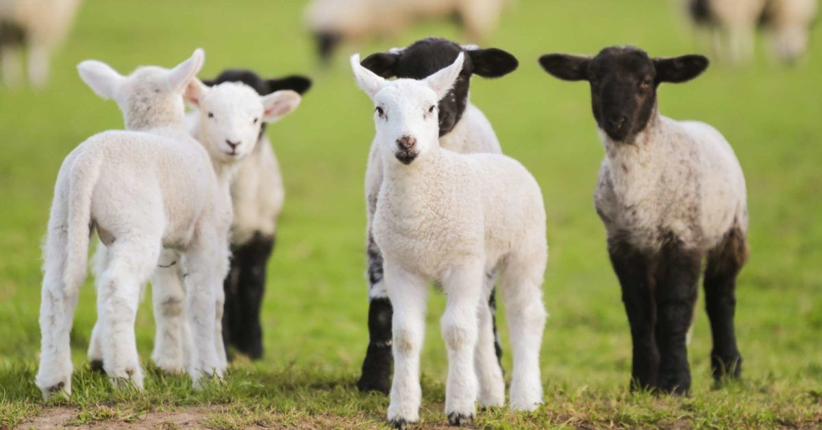 Q fever Causes, risks, and treatments