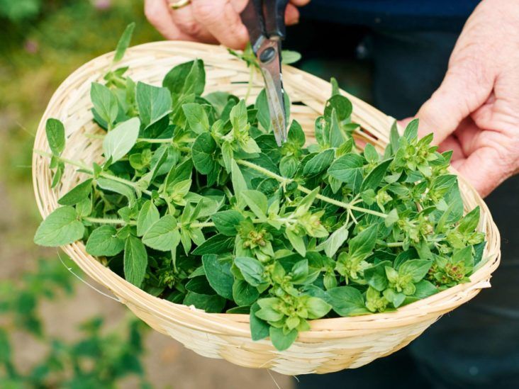 Garden cress: nutrition facts and health benefits - Nutrition and Innovation
