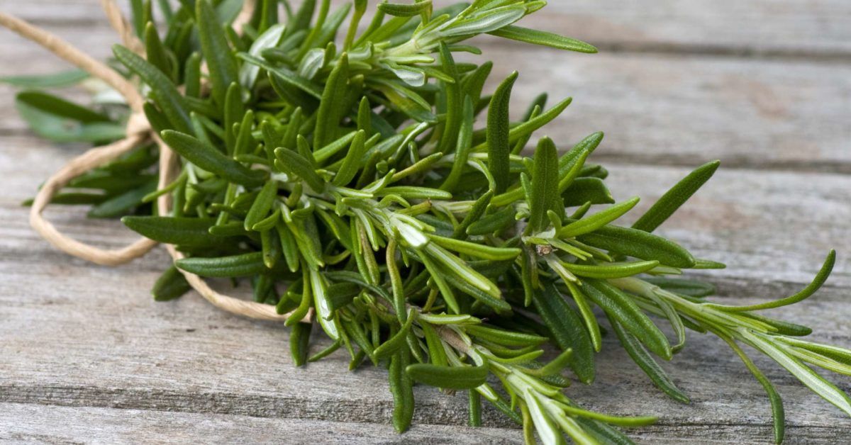 Rosemary: Important Facts, Health Benefits, and Recipes - Relish