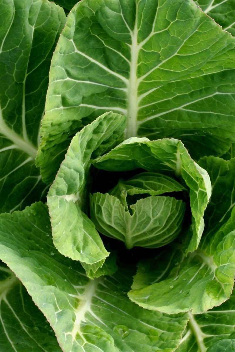 Kale Benefits, Nutrition & Side Effects