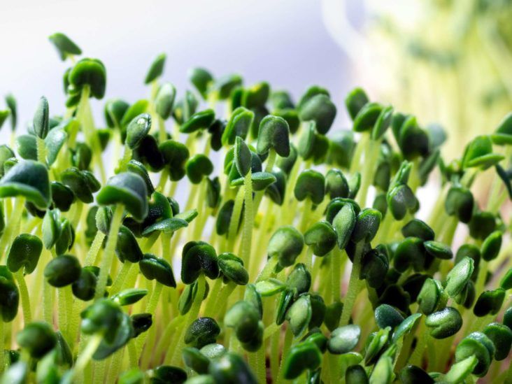 Microgreens Health benefits and growing tips