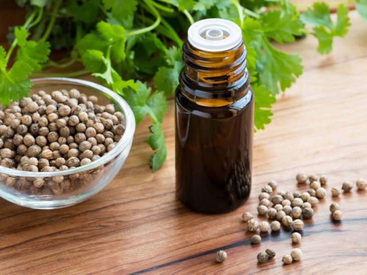 Cilantro coriander Benefits nutrition and preparation tips