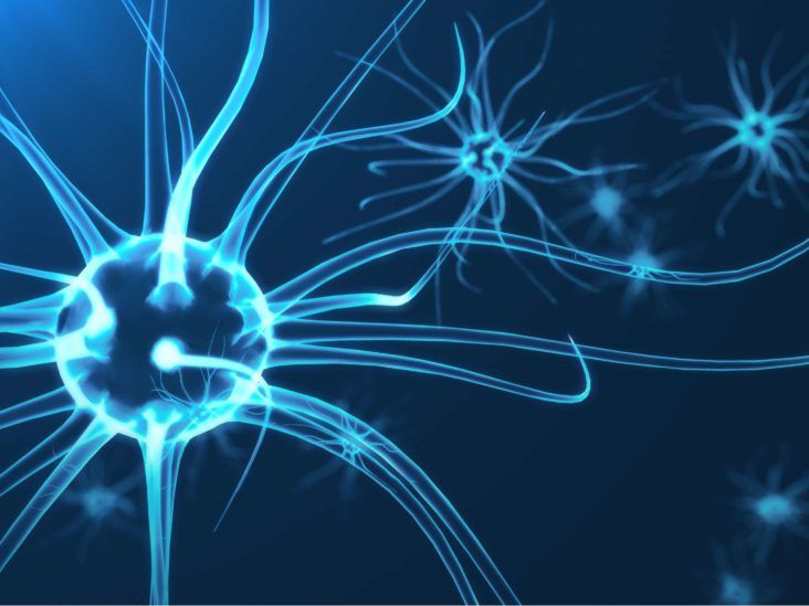 Your brain cell structure could influence obesity risk