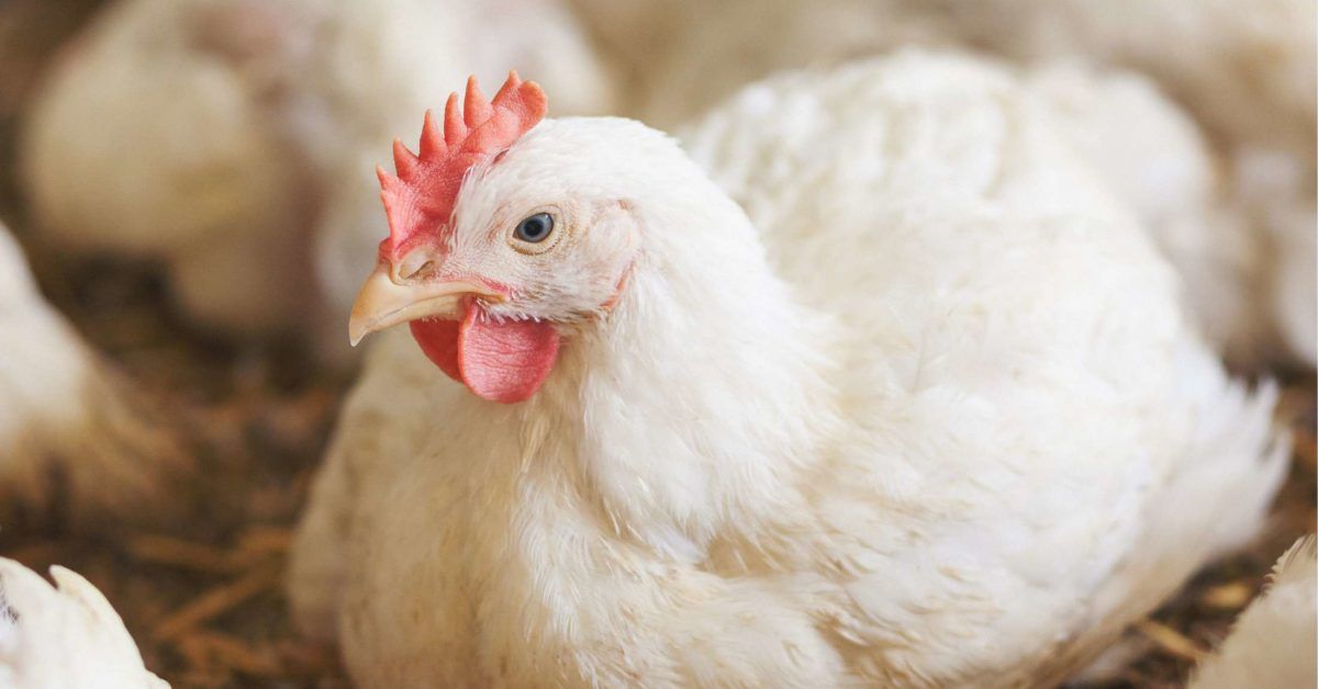 Zoonosis Definition and diseases