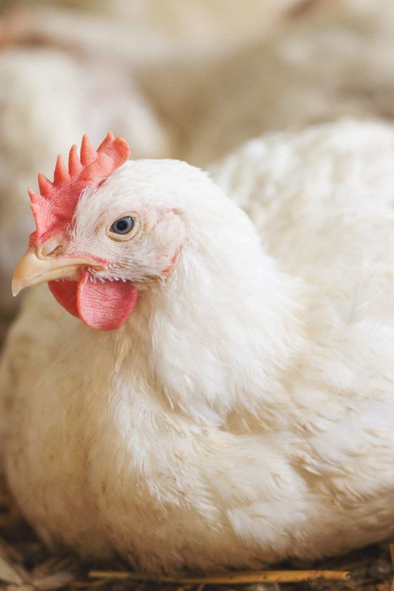 Zoonosis Definition and diseases