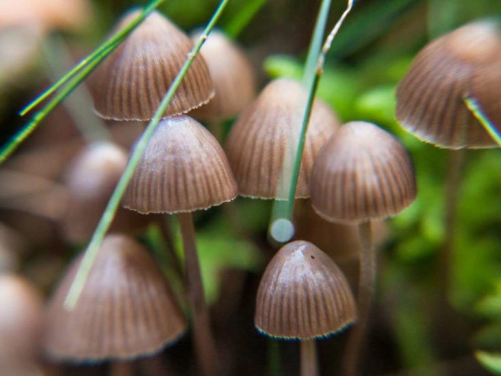 Psychedelics may improve sexual function up to 6 months