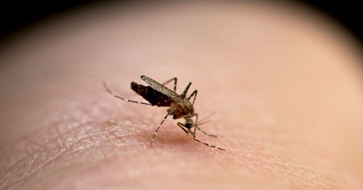 Why do mosquito bites itch? Causes and treatment