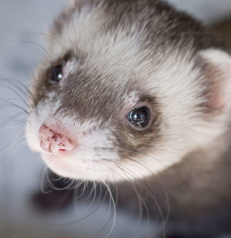 'Mutant ferrets' shine a light on human brain evolution